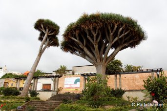 Tenerife - Canaries