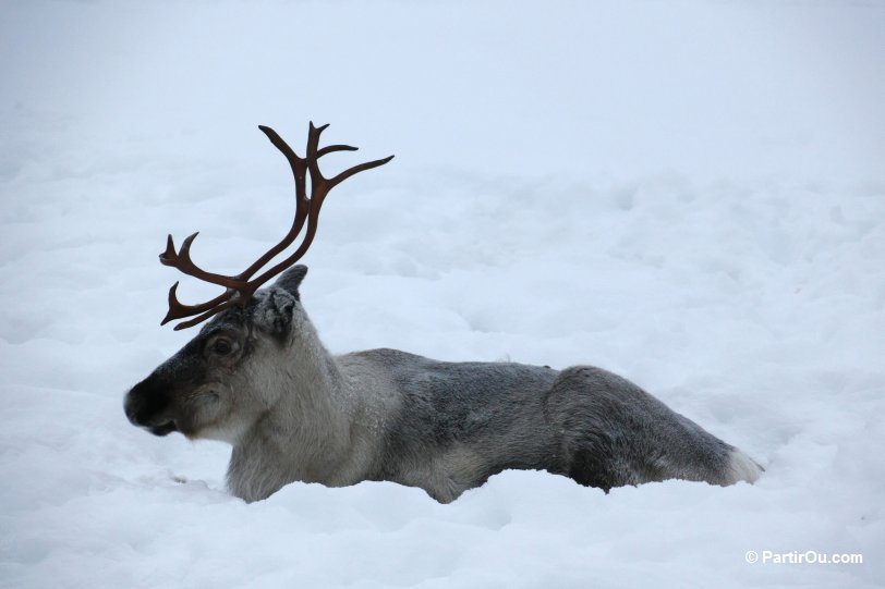 La Laponie Finlandaise En Hiver Partiroucom