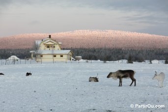 Elevage de rennes à Äkäslompolo - Finlande