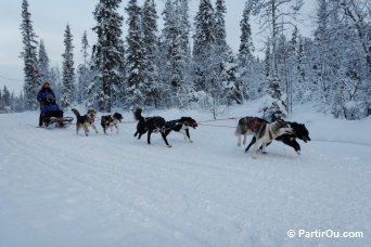Traîneau à chiens - Finlande