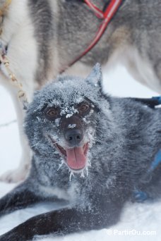 Husky - Finlande