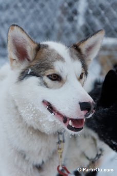 Husky - Finlande