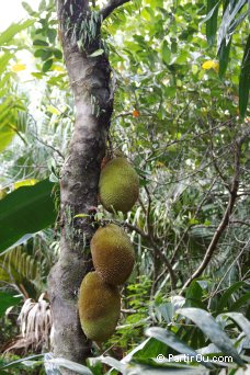 Fruit du jacquier