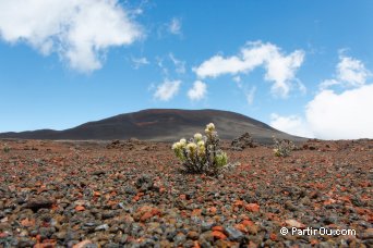 Psiadia callocephala dans la Plaine des Sables - La Runion