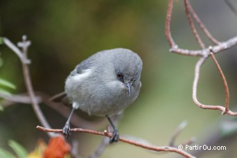 Oiseau Blanc (Zosterops borbonicus) de l'le de La Runion