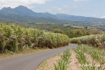 Canne a sucre de l'île de La Réunion