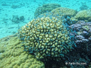 Snorkeling à Raiatea - Polynésie française