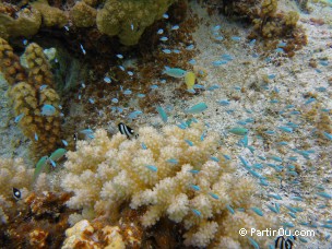 Snorkeling à Maupiti - Polynésie française