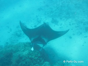 Raie manta à Maupiti - Polynésie française
