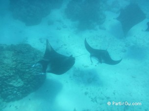 Raies mantas à Maupiti - Polynésie française