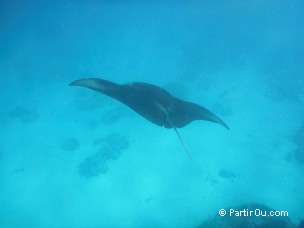 Raie manta à Maupiti - Polynésie française