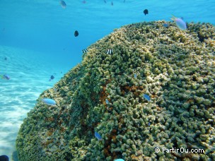 Snorkeling dans le lagon de Bora-Bora