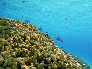 Snorkeling à Bora-Bora - Polynésie française
