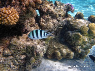 Snorkeling à Bora-Bora - Polynésie française