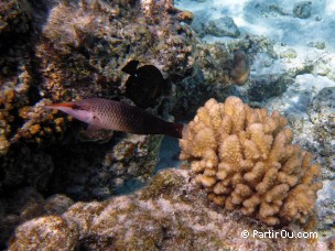 Snorkeling à Bora-Bora - Polynésie française