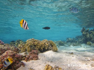 Snorkeling dans le lagon de Bora-Bora