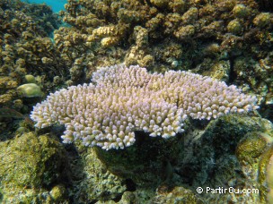 Snorkeling dans le lagon de Bora-Bora