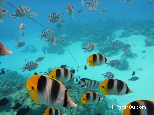 Snorkeling à Bora-Bora - Polynésie française