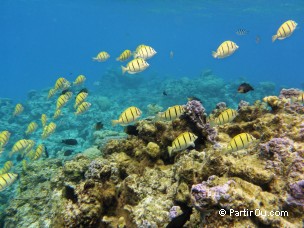 Snorkeling dans le lagon de Bora-Bora