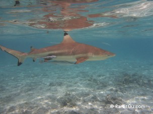 Requin à pointes noires à Bora-Bora - Polynésie française