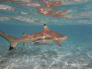 Requin  pointes noires dans le lagon de Bora-Bora