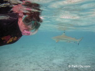Snorkeling à Bora-Bora - Polynésie française