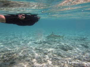 Snorkeling dans le lagon de Bora-Bora
