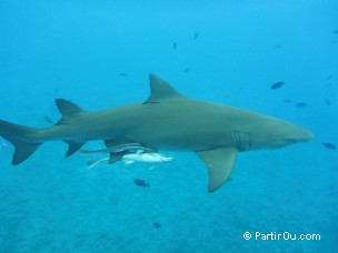 Requin citron à Bora-Bora