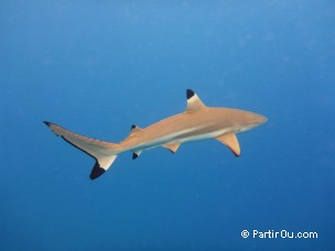 Requin  pointes noires