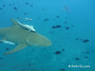 Requin citron à Bora-Bora - Polynésie française