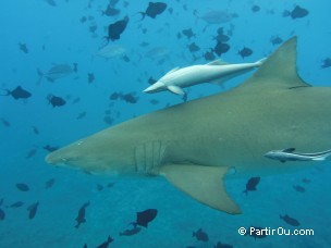 Requin citron à Bora-Bora - Polynésie française
