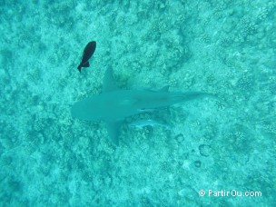 Requin citron à Bora-Bora - Polynésie française