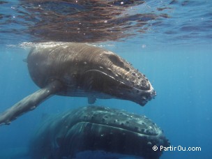 Baleine  bosse  Moorea