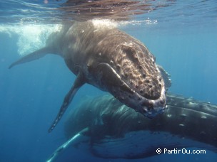 Baleine  bosse