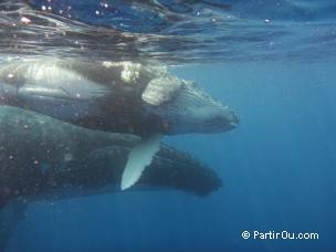 Baleine à bosse à Moorea - Polynésie française