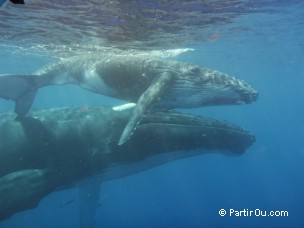 Baleine  bosse  Moorea