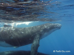 Baleine  bosse  Moorea