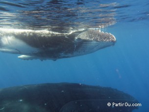 Baleine à bosse à Moorea - Polynésie française