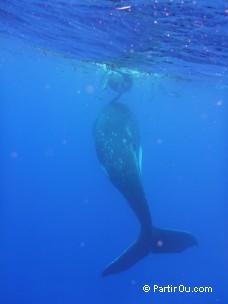 Baleine à bosse à Moorea - Polynésie française