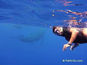 Baleine  bosse  Moorea