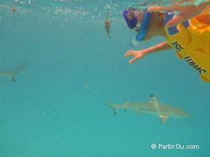 Snorkeling à Moorea - Polynésie française