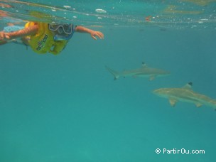 Requins  pointes noires  Moorea