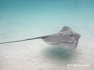 Raie pastenague à Moorea - Polynésie française