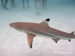 Requin  pointes noires  Moorea