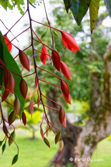 Jardins d'Eau de Vaipahi - Tahiti