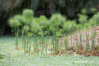 Jardins d'Eau de Vaipahi - Tahiti