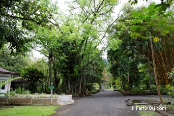 Jardins botanique Harrison Smith - Tahiti