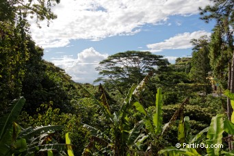 Sentier pédagogique d'Aneane - Tahiti