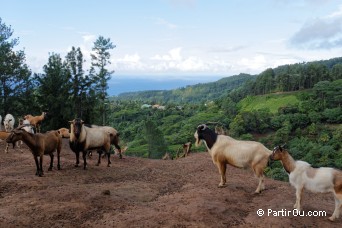 Sentier pdagogique d'Aneane - Tahiti