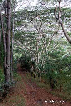 Sentier pdagogique d'Aneane - Tahiti